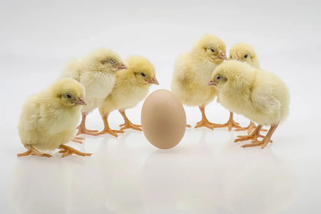 Poussins de Chair
