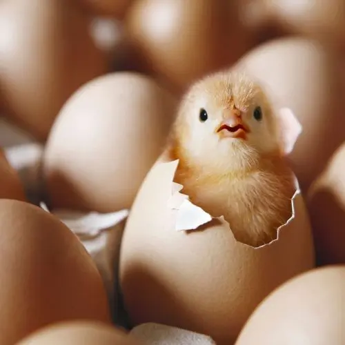 Poussins Pondeuses